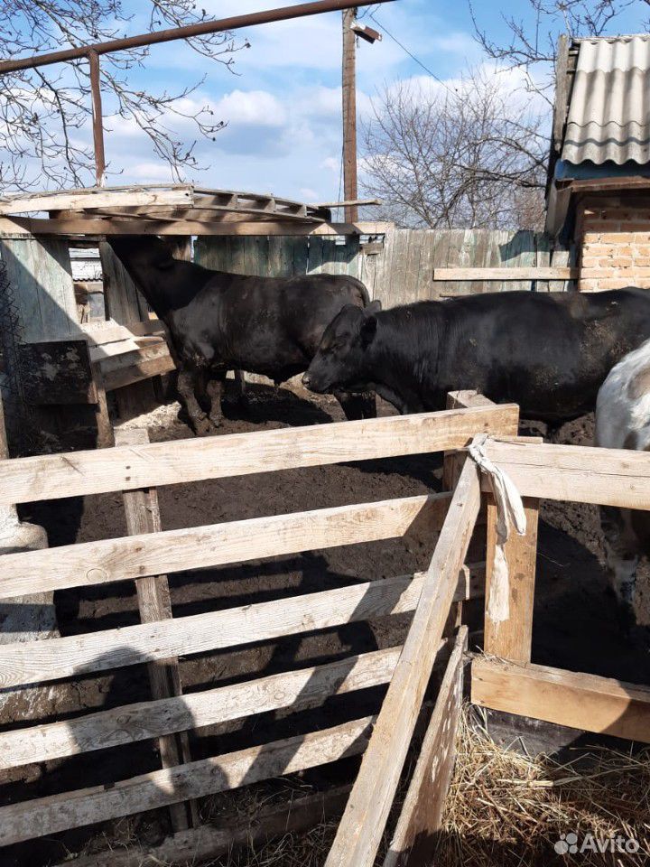 Два быка купить на Зозу.ру - фотография № 2