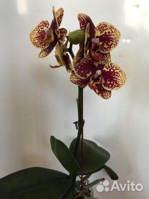 Орхидеи купить на Зозу.ру - фотография № 2
