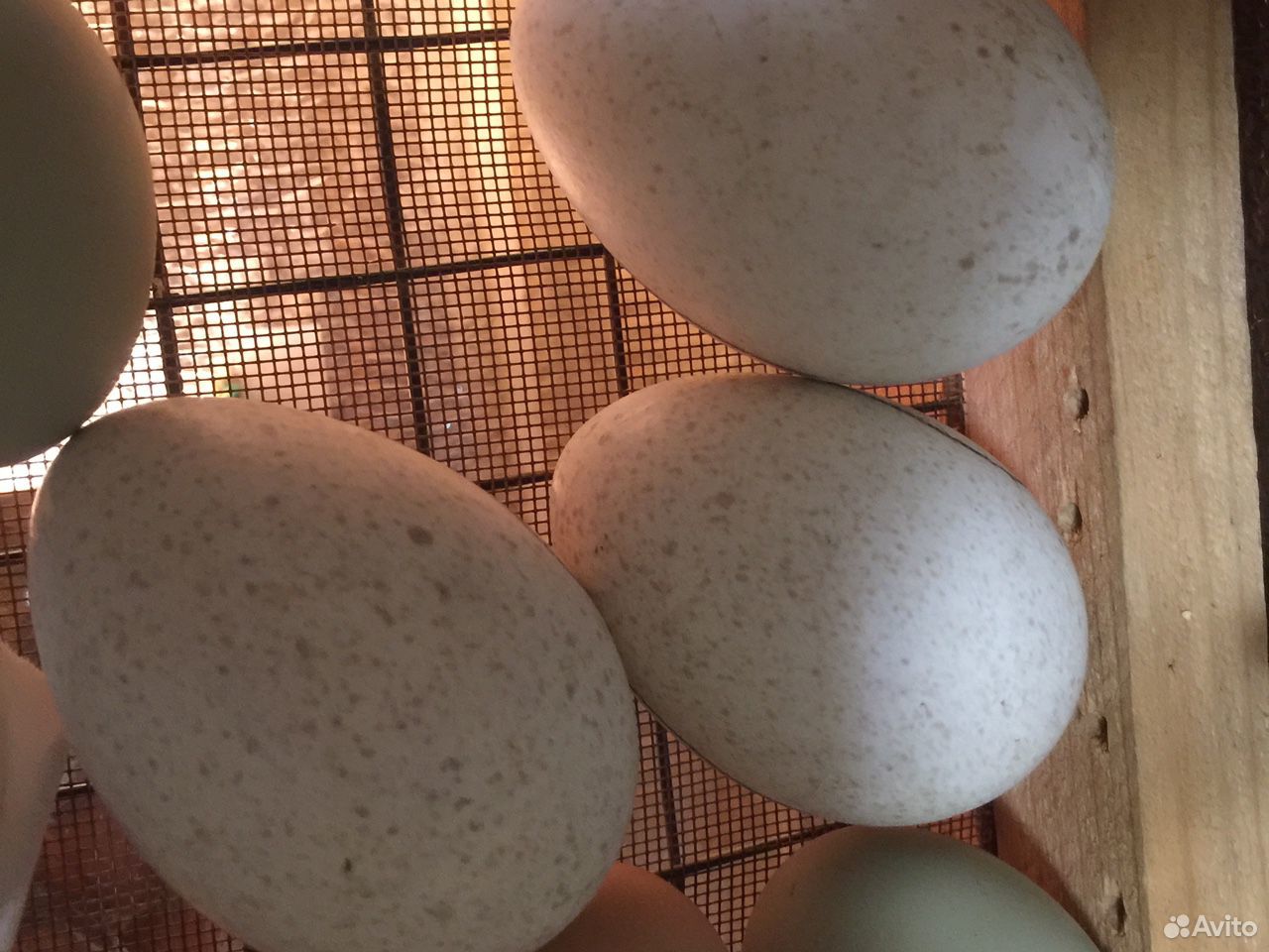 Купить яйцо хайбрид. Яйцо инкубационное индюшиное. Яйца индейки. Продажа инкубационного яйца индейки. Инкубационное яйцо по Иркутской области.