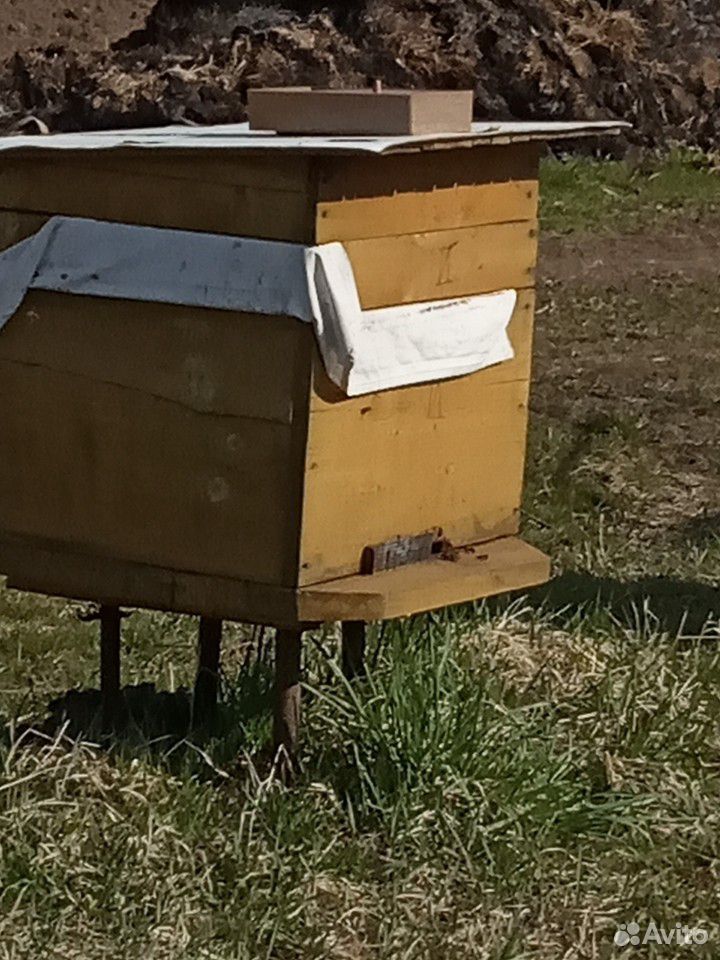 Пчёлы,улей купить на Зозу.ру - фотография № 2