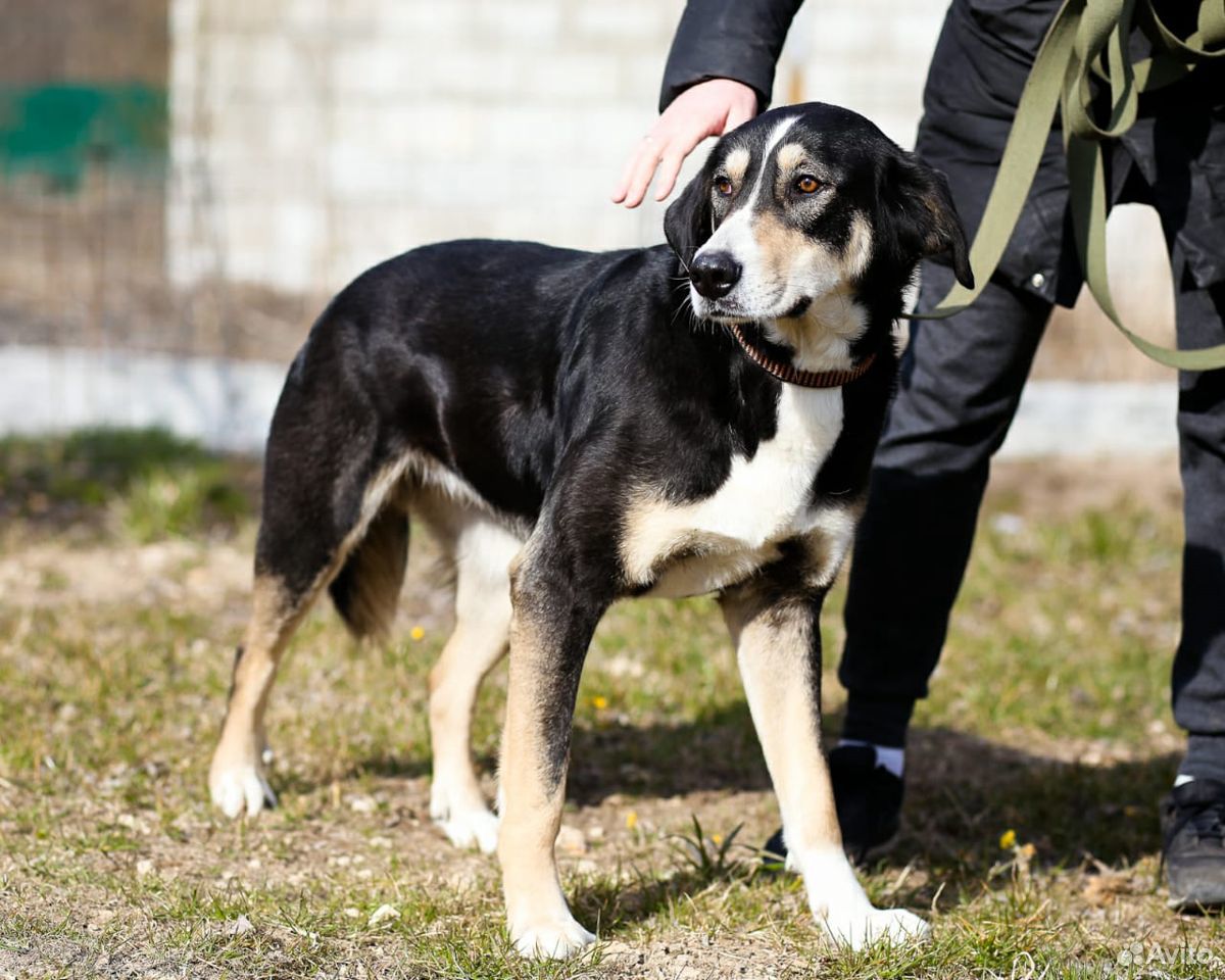 Статная, роскошная и великолепная собака ищет дом купить на Зозу.ру - фотография № 3
