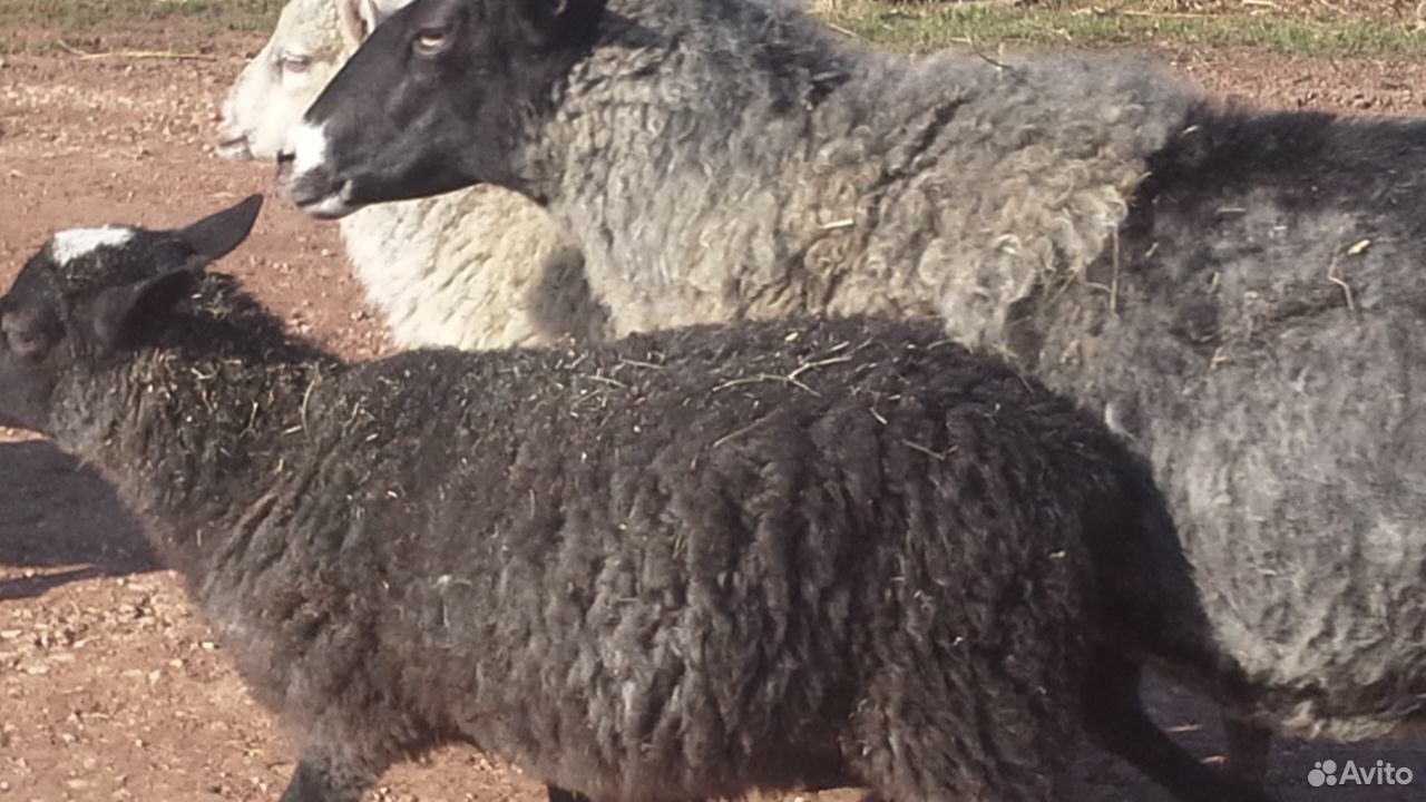 Овцы и ягнята романовской породы купить на Зозу.ру - фотография № 3