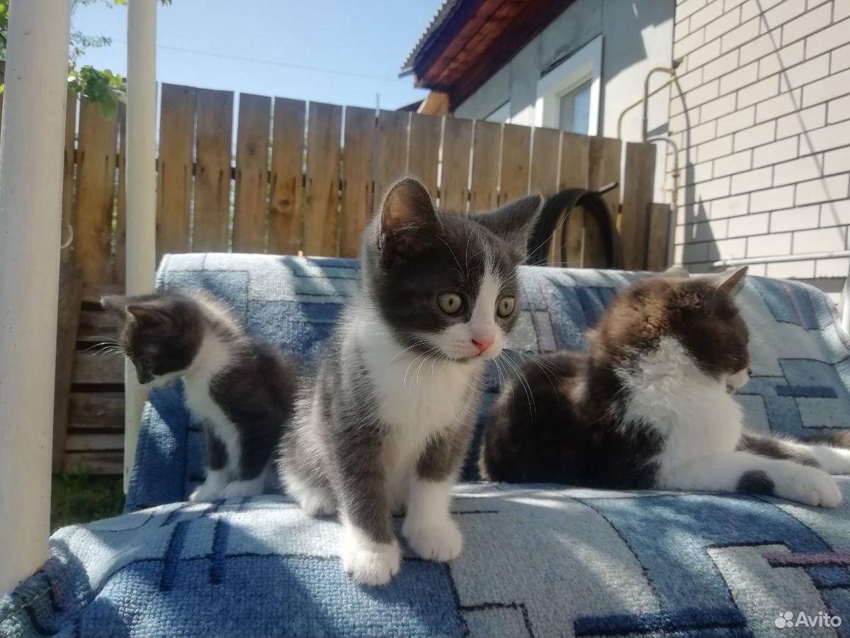 Четыре очаровательных котика ждут своего хозяина купить на Зозу.ру - фотография № 1