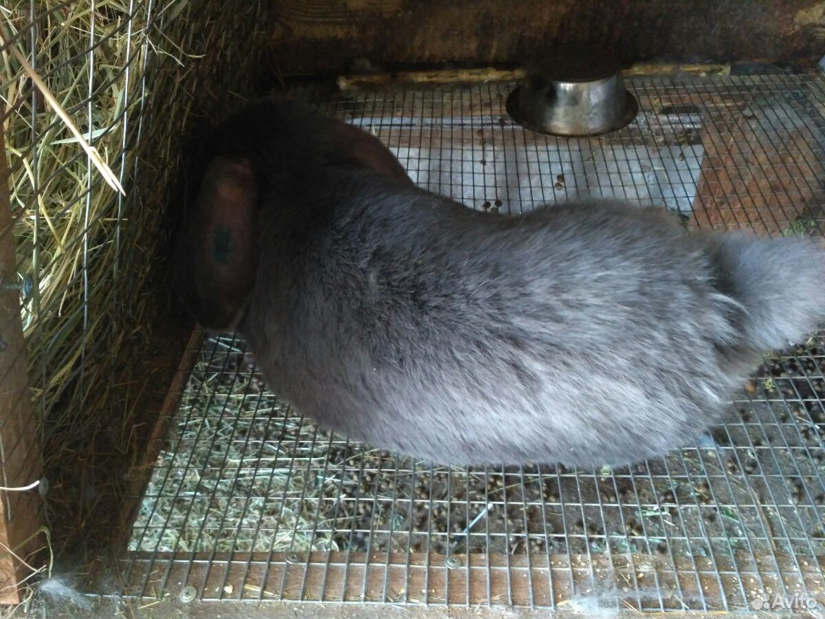 Кролик порода Французский Баран купить на Зозу.ру - фотография № 7