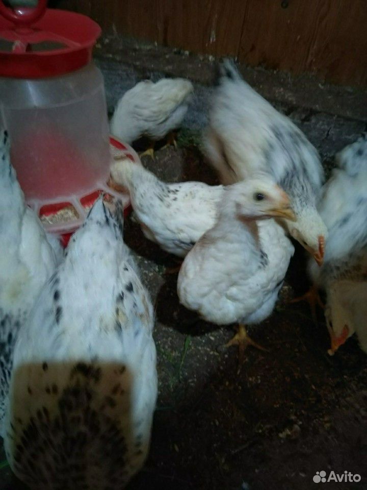 Цыпленок купить на Зозу.ру - фотография № 2