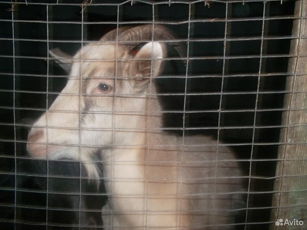 Продам козу и самцов 5 мес кроликов купить на Зозу.ру - фотография № 7