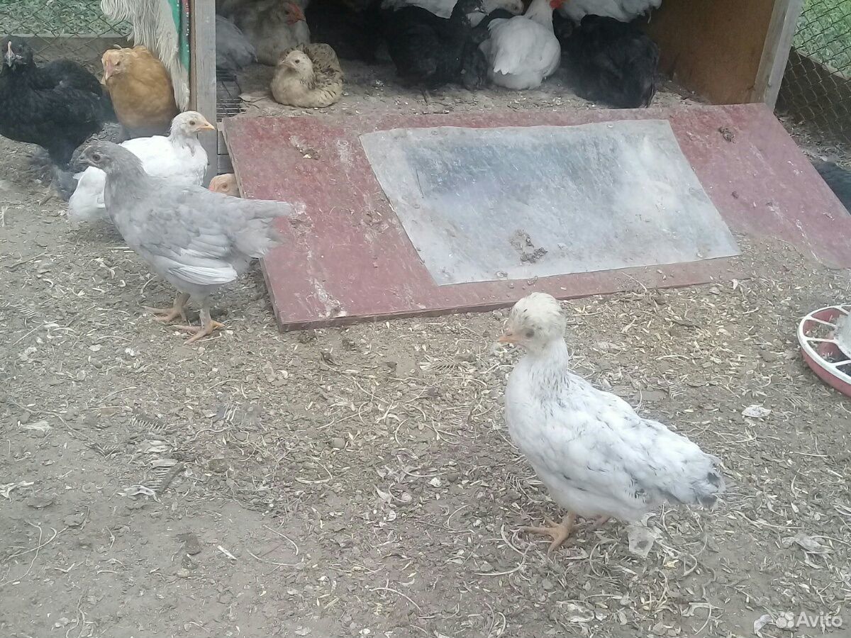 Цыплята 2-х месячные купить на Зозу.ру - фотография № 1