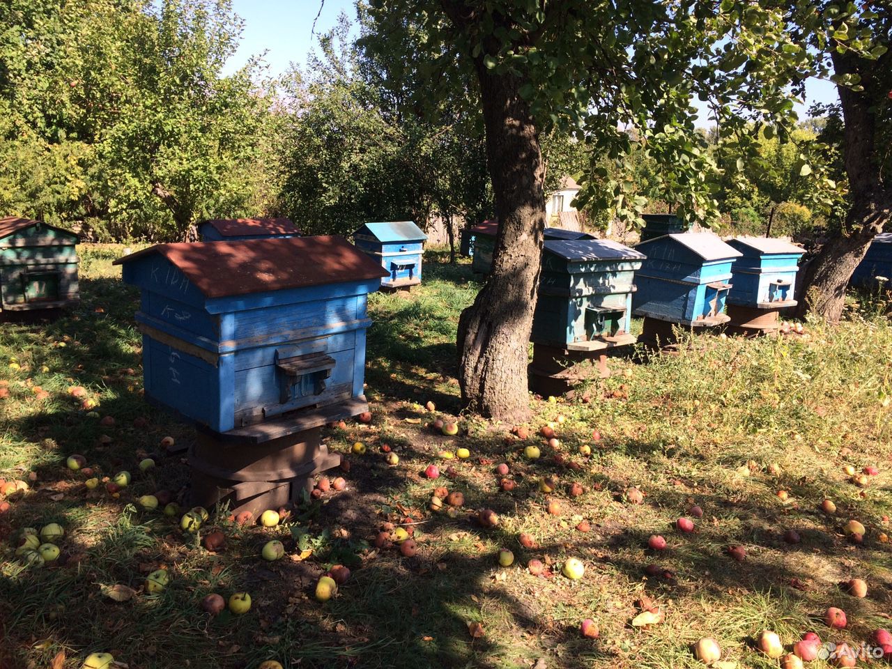 Улей. Пчёлы с домиком (можно без домика) купить на Зозу.ру - фотография № 1