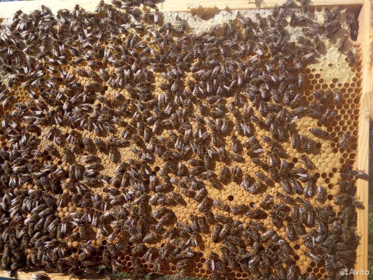 Продам отводки и пчелосемьи породы Карника купить на Зозу.ру - фотография № 3