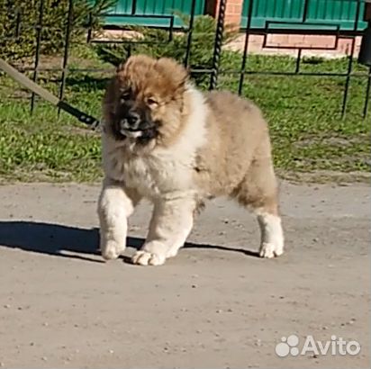 Купить Кавказского Щенка В Екатеринбурге