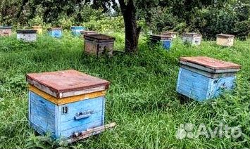 Пчелы в комплекте с ульем купить на Зозу.ру - фотография № 1