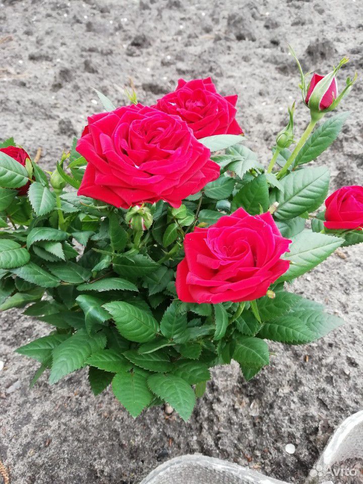 Роза кустовая в ассортименте купить на Зозу.ру - фотография № 5