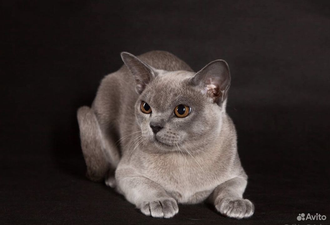 Голубая бурма. Европейская Бурма голубая. Бурманская кошка. Бурманская кошка голубая. Бурманская кошка серая.