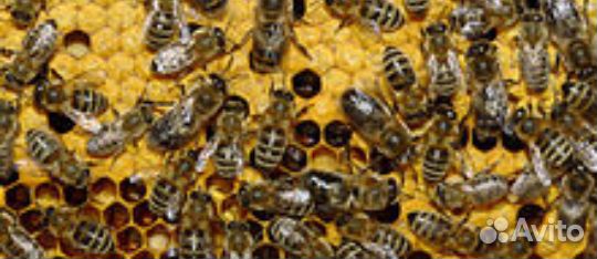 Пчелы (4 улика) купить на Зозу.ру - фотография № 1
