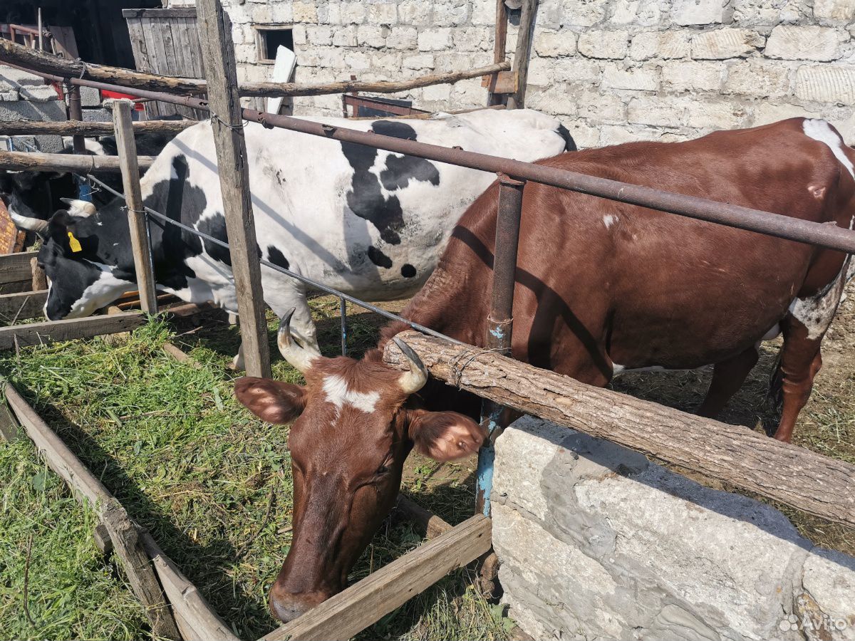 Бык корова телёнок купить на Зозу.ру - фотография № 4