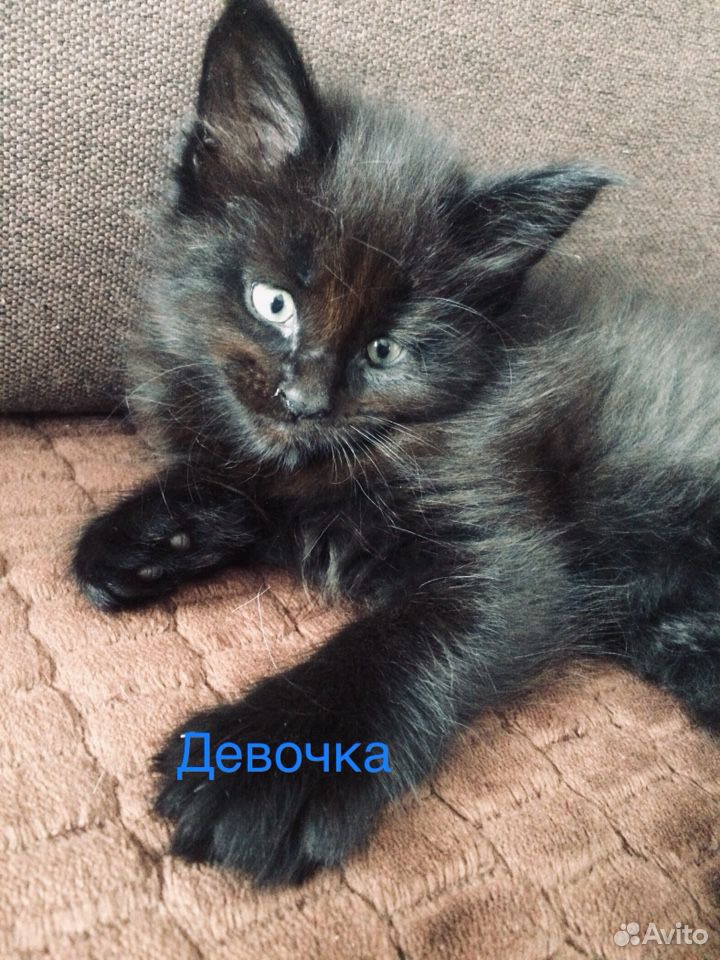 Мейн-кун котята купить на Зозу.ру - фотография № 2