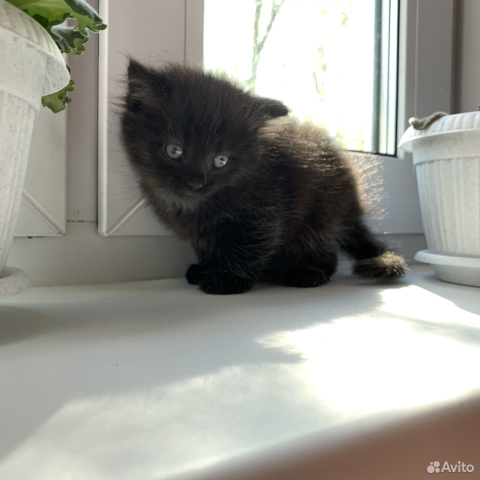 Чёрный котёнок-девочка, 1 месяц купить на Зозу.ру - фотография № 3
