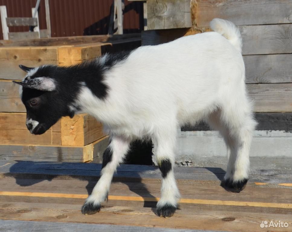 Камерунские козы чистопородные купить на Зозу.ру - фотография № 2