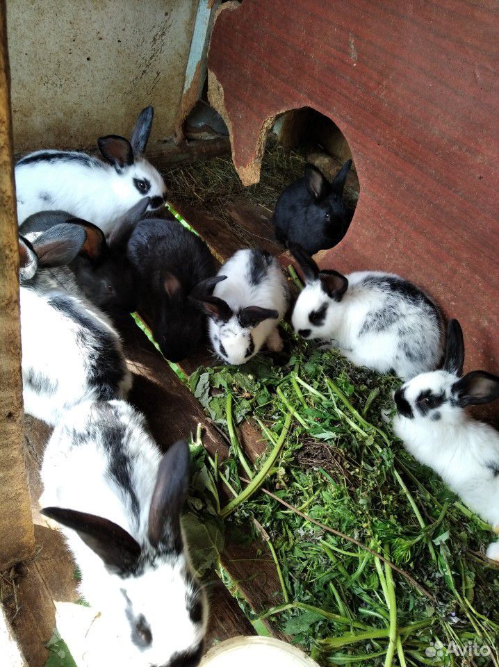 Кролики молодняк 35 суток купить на Зозу.ру - фотография № 7
