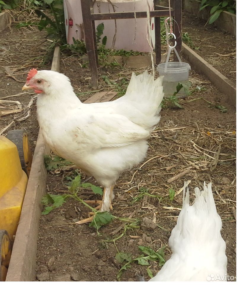 Цыплята брама, гудан, ломан белый (white) купить на Зозу.ру - фотография № 1