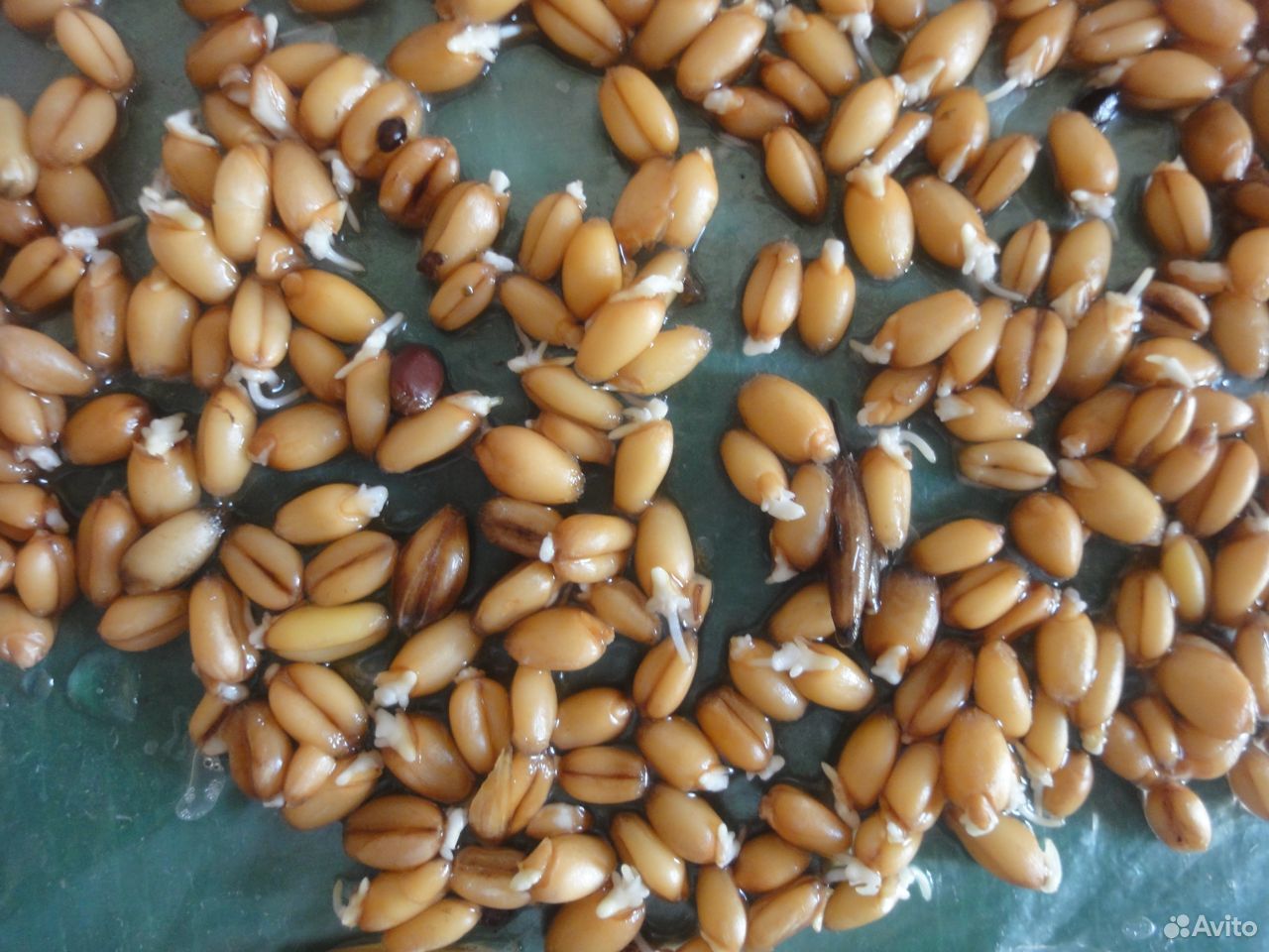 Зерно пшеницы пророщенное купить на Зозу.ру - фотография № 3