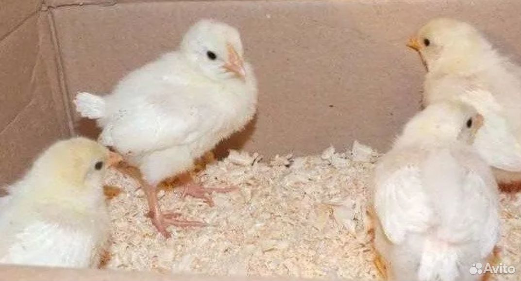 Цыплята леггорна долматинца и белого купить на Зозу.ру - фотография № 1