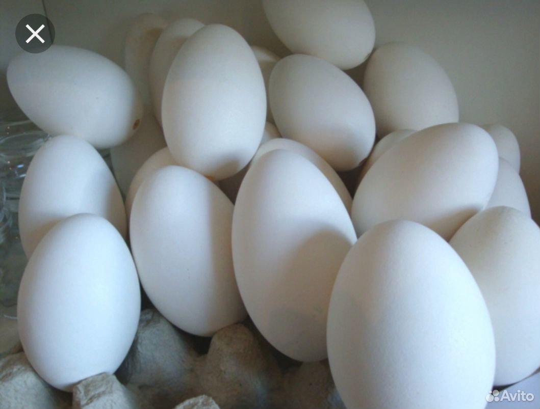 Яйца на инкубацию Гусиные и Индо-Утиные купить на Зозу.ру - фотография № 1