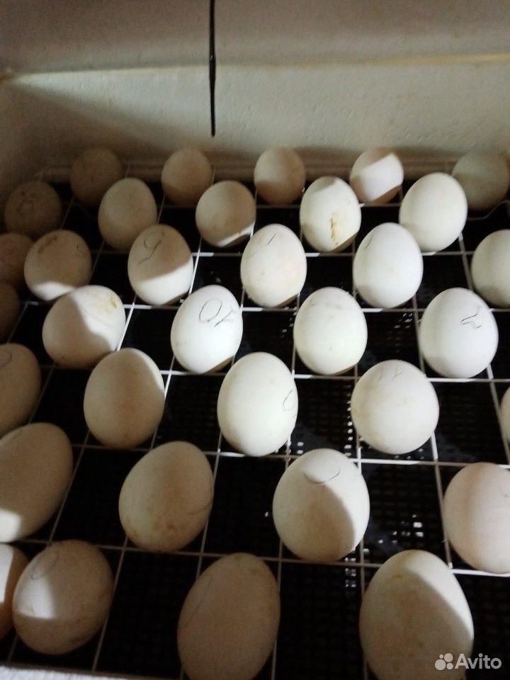 Яйцо гусиное, утиное, куринное купить на Зозу.ру - фотография № 1