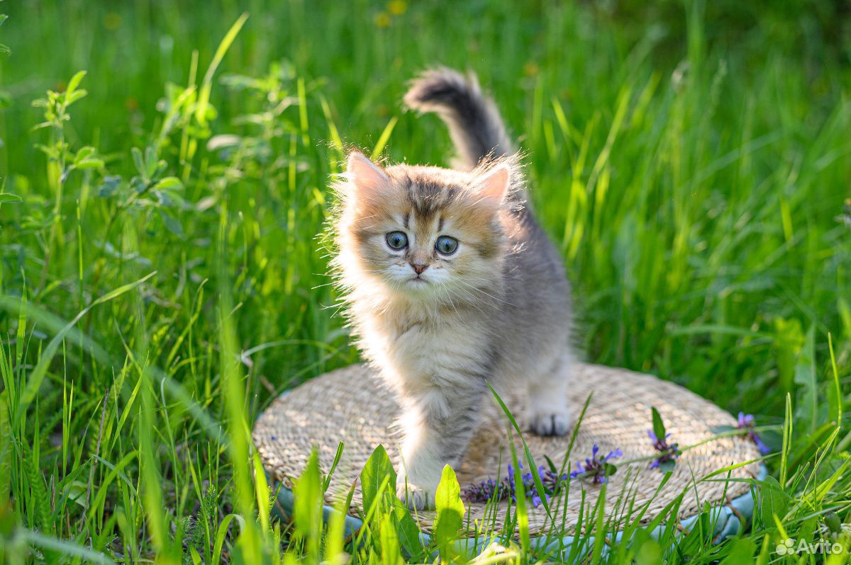 Шотландские котята с родословной купить на Зозу.ру - фотография № 1