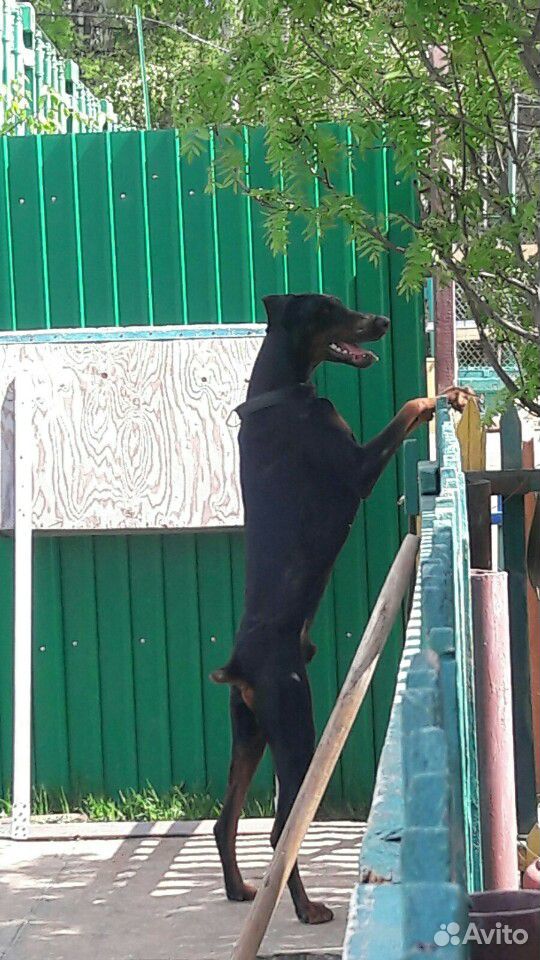 Собака в ответственные руки купить на Зозу.ру - фотография № 2