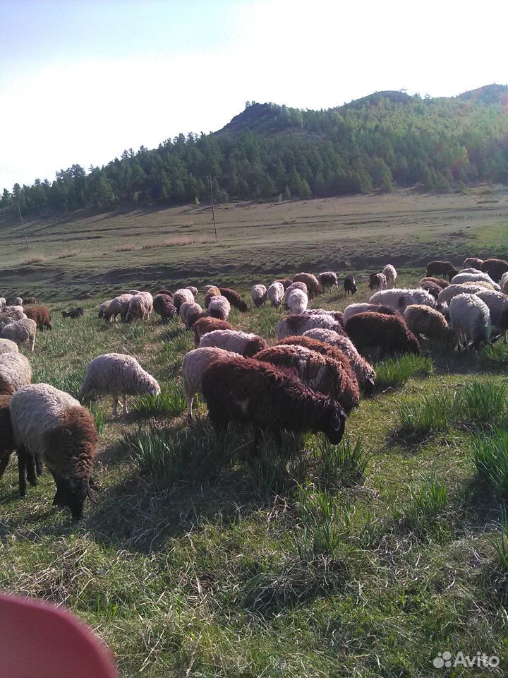 Молодняк овец 2019 купить на Зозу.ру - фотография № 2