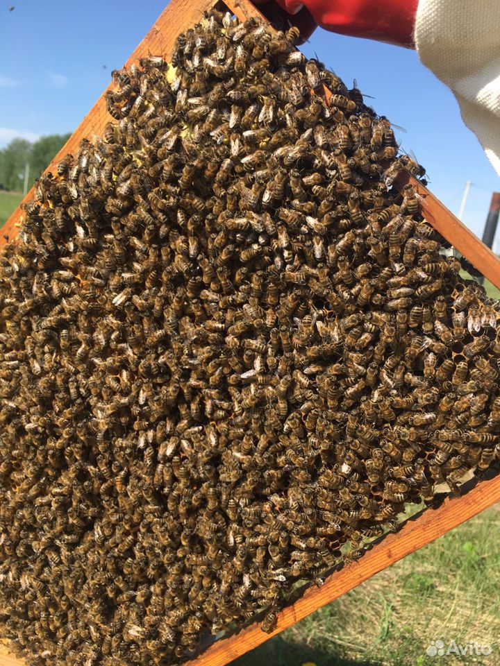 Пчёлы (с ульями) купить на Зозу.ру - фотография № 1