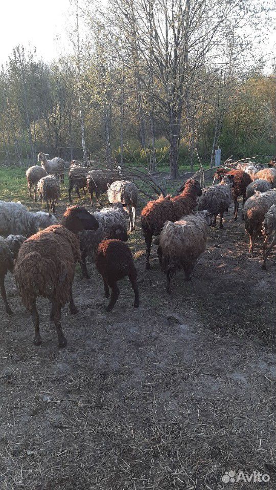 Барань и овцы купить на Зозу.ру - фотография № 4