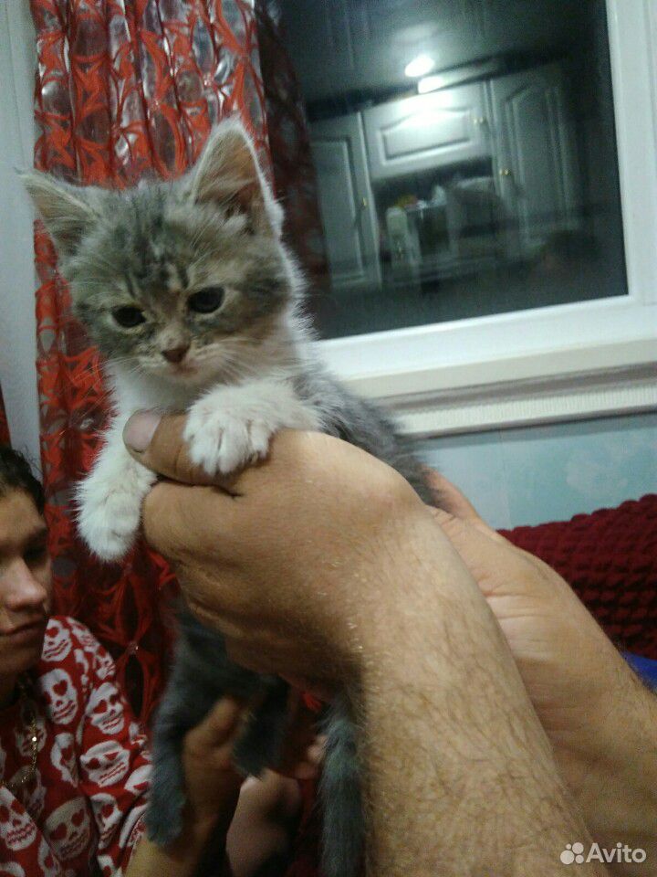 Милые котята купить на Зозу.ру - фотография № 5