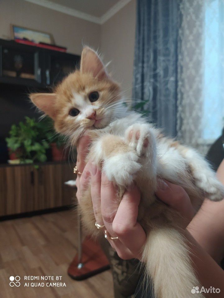 Рыжие пушистенькие котята купить на Зозу.ру - фотография № 2