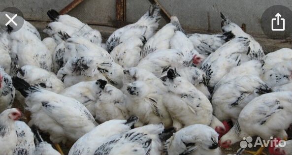 Серебристые цыплята купить на Зозу.ру - фотография № 1