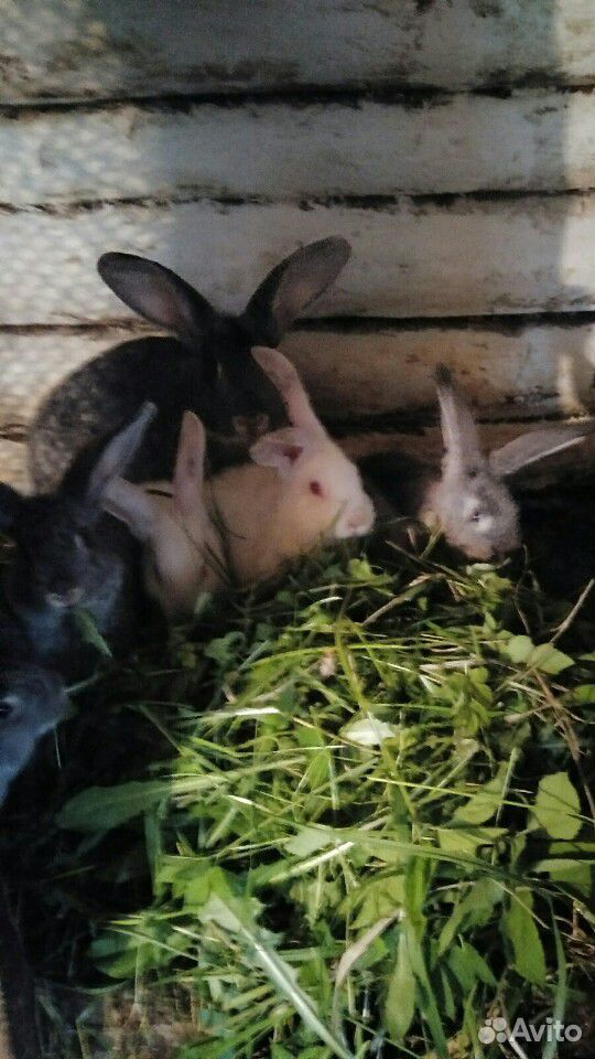 Кролики 7 месяцев купить на Зозу.ру - фотография № 1