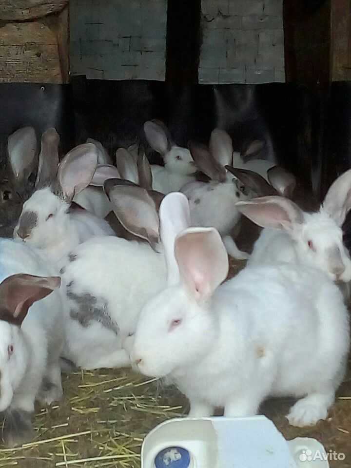 Кролики пять месяцев самки на племя купить на Зозу.ру - фотография № 1