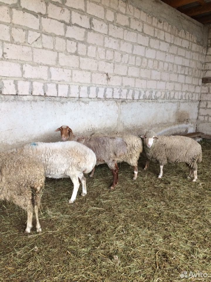 Котные овцы купить на Зозу.ру - фотография № 1