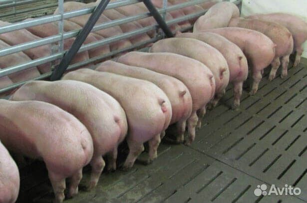 Поросята (свиньи) живым весом купить на Зозу.ру - фотография № 2