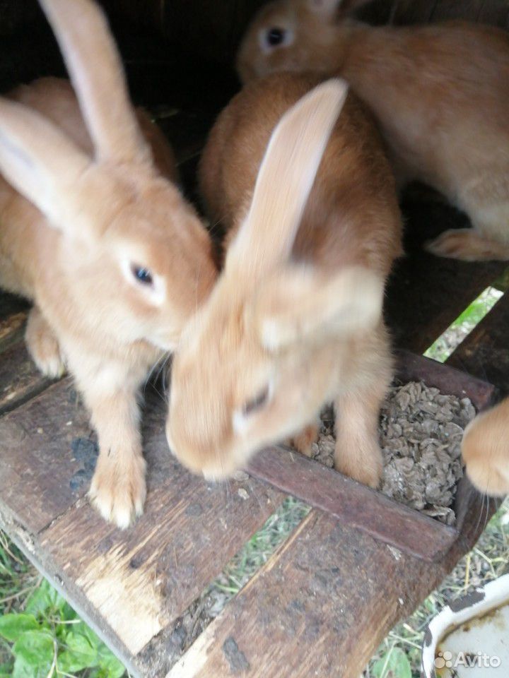 Кролики калифорнийские, бургундские купить на Зозу.ру - фотография № 3
