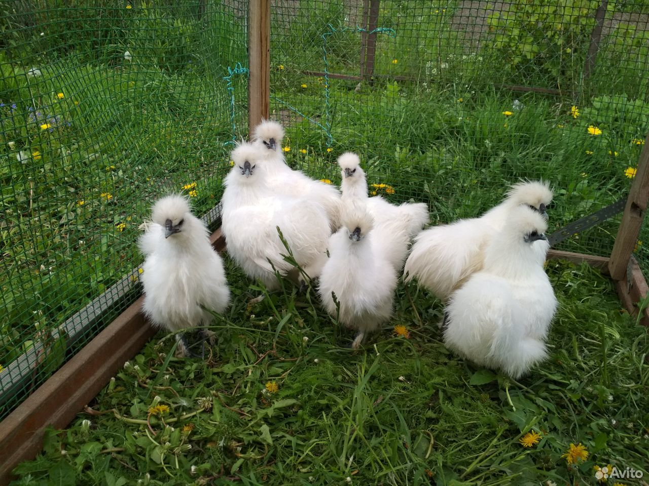 Китайские шелковые цыплята купить на Зозу.ру - фотография № 6