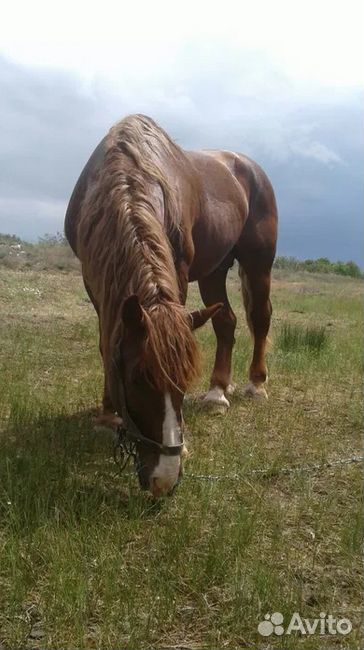 Конь тяжеловоз, лошадь жеребец купить на Зозу.ру - фотография № 2