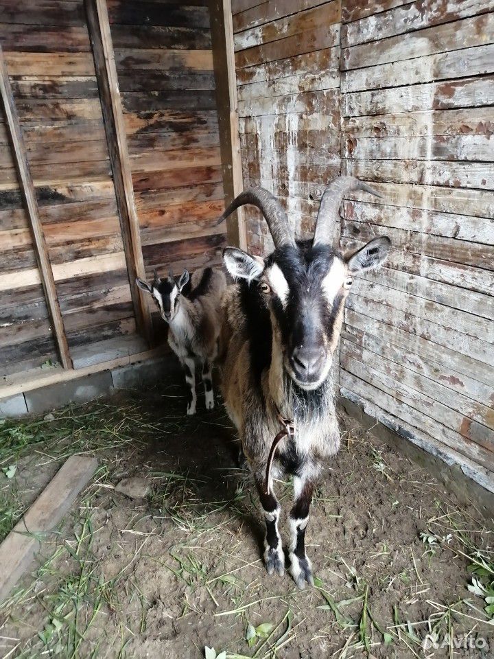Дойная коза с козочкой купить на Зозу.ру - фотография № 1