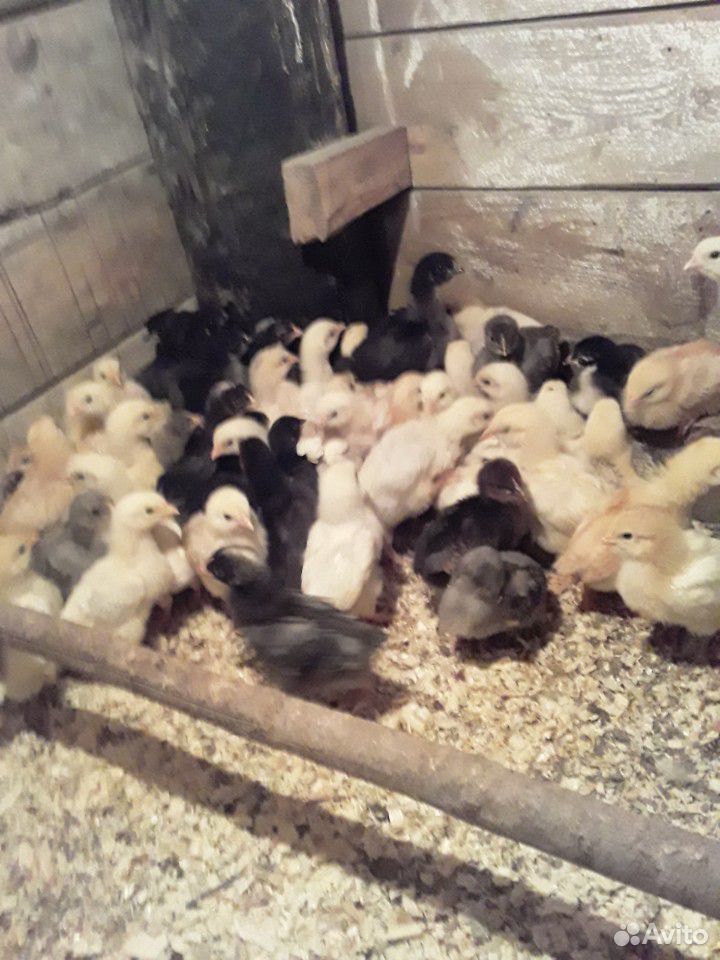 Цыпленок две недели мясо яичная порода купить на Зозу.ру - фотография № 1