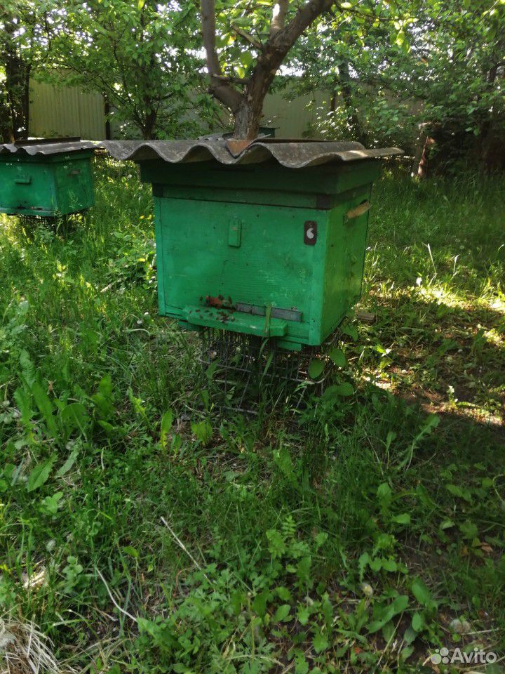 Пчелиный рой, пчелы, пчелиная семья, ульи с пчелам купить на Зозу.ру - фотография № 6