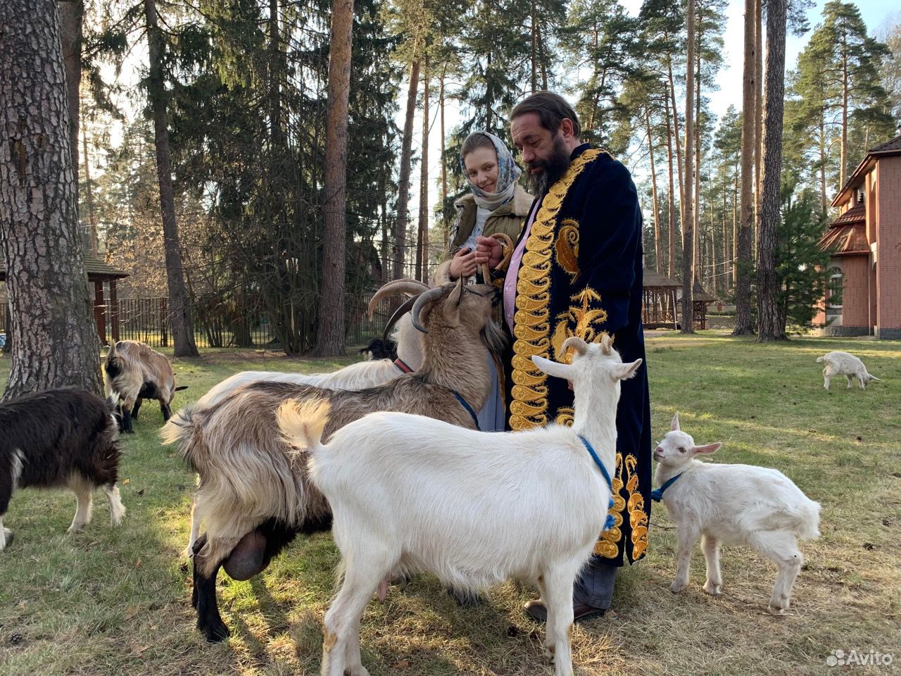 Дойные козы и козлята купить на Зозу.ру - фотография № 2