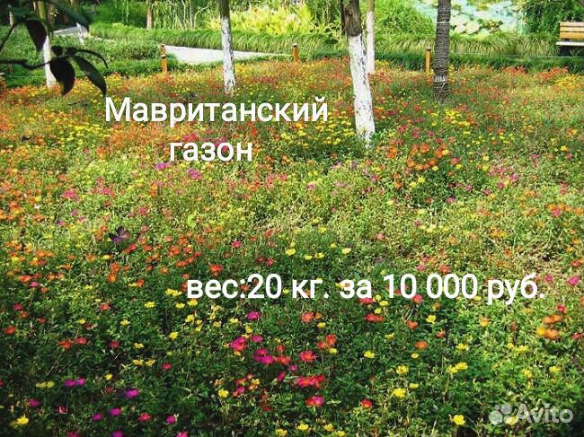 Семена газонных трав купить на Зозу.ру - фотография № 5