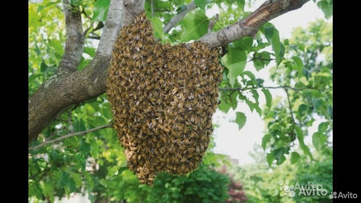 Сниму пчел купить на Зозу.ру - фотография № 1