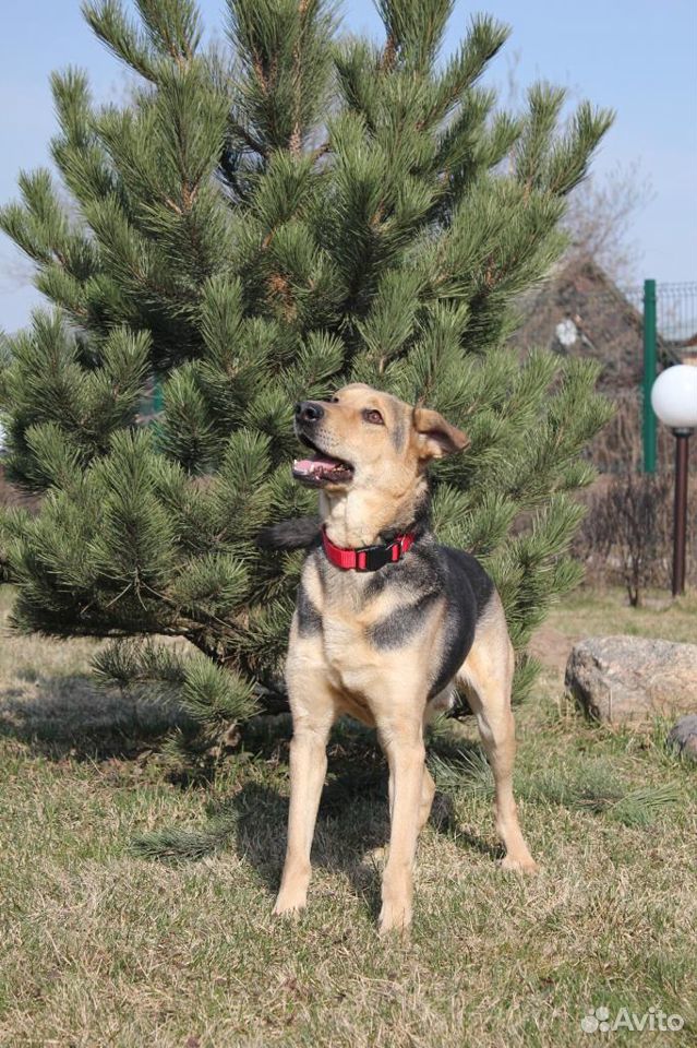 Юстас - прекрасный компаньон Собака в добрые руки купить на Зозу.ру - фотография № 4